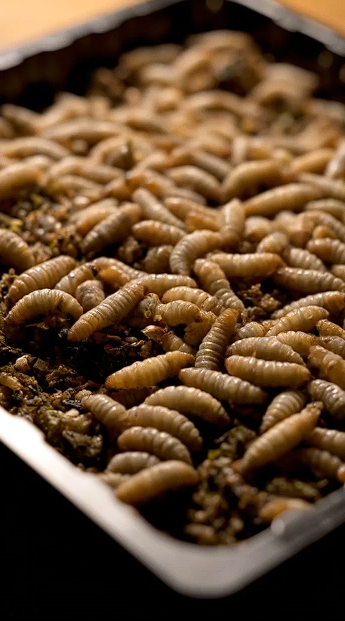 Mosca Soldado Negra BSF en granja SymbiotiX